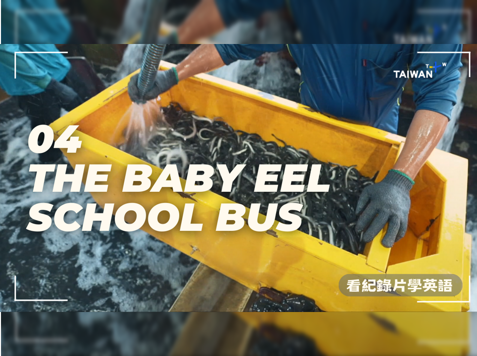 深入走訪鰻魚養殖場，到底需要養多少隻鰻魚才能賺大錢呢？The Baby Eel School Bus