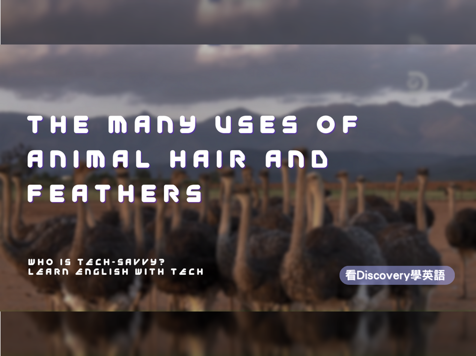 動物毛髮妙用無窮 The Many Uses of Animal Hair and Feathers