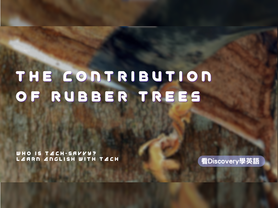 橡膠樹立大功 The Contribution of Rubber Trees